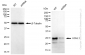 KD-Validated Anti-UCHL1 Rabbit Monoclonal Antibody