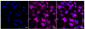 KD-Validated Anti-Galectin 3 Rabbit Monoclonal Antibody
