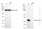 KD-Validated Anti-Galectin 3 Rabbit Monoclonal Antibody