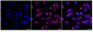 KD-Validated Anti-LEFTY1 + LEFTY2 Rabbit Monoclonal Antibody
