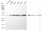 KD-Validated Anti-LEFTY1 + LEFTY2 Rabbit Monoclonal Antibody