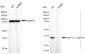 KD-Validated Anti-LEFTY1 + LEFTY2 Rabbit Monoclonal Antibody