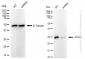 KD-Validated Anti-UCHL1 Rabbit Monoclonal Antibody