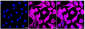 KD-Validated Anti-Peptidylprolyl isomerase F Rabbit Monoclonal Antibody