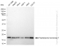 KD-Validated Anti-Peptidylprolyl isomerase F Rabbit Monoclonal Antibody