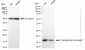 KD-Validated Anti-Peptidylprolyl isomerase F Rabbit Monoclonal Antibody