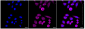 KD-Validated Anti-NDUFS3 Rabbit Monoclonal Antibody