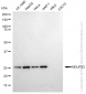 KD-Validated Anti-NDUFS3 Rabbit Monoclonal Antibody