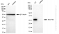 KD-Validated Anti-NDUFS3 Rabbit Monoclonal Antibody