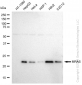 KD-Validated Anti-MRAS Rabbit Monoclonal Antibody