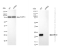KD-Validated Anti-MRAS Rabbit Monoclonal Antibody