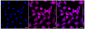 KD-Validated Anti-CRABP1 Rabbit Monoclonal Antibody
