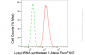 KD-Validated Anti-Lysyl-tRNA synthetase 1 Rabbit Monoclonal Antibody