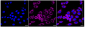 KD-Validated Anti-Lysyl-tRNA synthetase 1 Rabbit Monoclonal Antibody