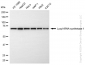 KD-Validated Anti-Lysyl-tRNA synthetase 1 Rabbit Monoclonal Antibody