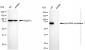 KD-Validated Anti-Lysyl-tRNA synthetase 1 Rabbit Monoclonal Antibody