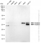 KD-Validated Anti-PSMB10 Rabbit Monoclonal Antibody