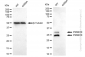 KD-Validated Anti-PSMB10 Rabbit Monoclonal Antibody