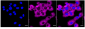 KD-Validated Anti-IMPDH2 Rabbit Monoclonal Antibody