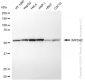 KD-Validated Anti-IMPDH2 Rabbit Monoclonal Antibody