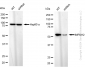 KD-Validated Anti-IMPDH2 Rabbit Monoclonal Antibody