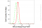 KD-Validated Anti-RAC3 Rabbit Monoclonal Antibody