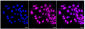 KD-Validated Anti-RAC3 Rabbit Monoclonal Antibody