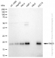KD-Validated Anti-RAC3 Rabbit Monoclonal Antibody