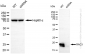 KD-Validated Anti-RAC3 Rabbit Monoclonal Antibody