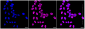 KD-Validated Anti-NME1 Rabbit Monoclonal Antibody