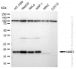 KD-Validated Anti-NME1 Rabbit Monoclonal Antibody