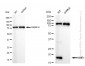 KD-Validated Anti-NME1 Rabbit Monoclonal Antibody