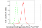 KD-Validated Anti-Syndecan binding protein Rabbit Monoclonal Antibody