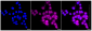 KD-Validated Anti-Syndecan binding protein Rabbit Monoclonal Antibody