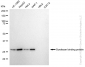 KD-Validated Anti-Syndecan binding protein Rabbit Monoclonal Antibody