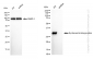KD-Validated Anti-Syndecan binding protein Rabbit Monoclonal Antibody