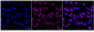 KD-Validated Anti-Pancreatic proteinase 1 Rabbit Monoclonal Antibody