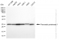 KD-Validated Anti-Pancreatic proteinase 1 Rabbit Monoclonal Antibody