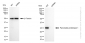KD-Validated Anti-Pancreatic proteinase 1 Rabbit Monoclonal Antibody