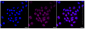 KD-Validated Anti-NME1 Rabbit Monoclonal Antibody