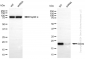 KD-Validated Anti-NME1 Rabbit Monoclonal Antibody