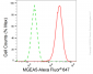 KD-Validated Anti-MGEA5 Rabbit Monoclonal Antibody