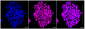 KD-Validated Anti-MGEA5 Rabbit Monoclonal Antibody