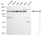 KD-Validated Anti-MGEA5 Rabbit Monoclonal Antibody