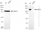 KD-Validated Anti-MGEA5 Rabbit Monoclonal Antibody