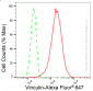 KD-Validated Anti-Vinculin Rabbit Monoclonal Antibody