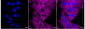 KD-Validated Anti-Vinculin Rabbit Monoclonal Antibody