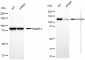 KD-Validated Anti-Vinculin Rabbit Monoclonal Antibody
