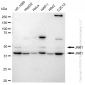 KD-Validated Anti-JNK1 Rabbit Monoclonal Antibody