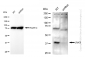 KD-Validated Anti-JNK1 Rabbit Monoclonal Antibody
